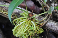 Anthurium acutangulum