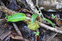 Anthurium acutangulum