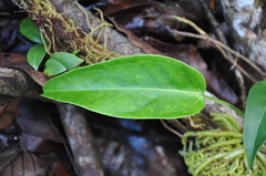 Anthurium acutangulum