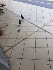 Columba livia domestica