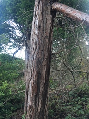 Calocedrus