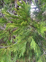 Calocedrus