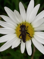 Orthoprosopa bilineata