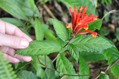Scutellaria costaricana