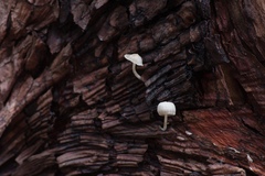 Mycena madronicola