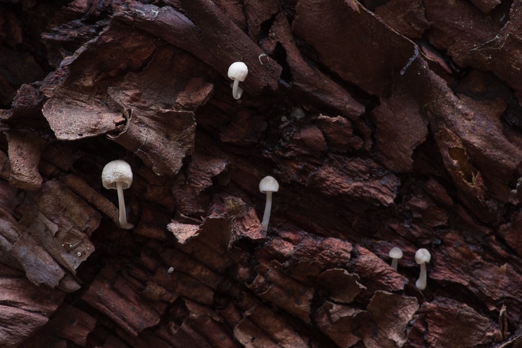 Mycena madronicola