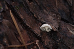 Mycena madronicola