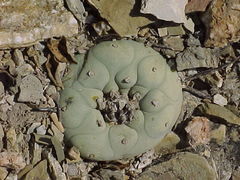 Lophophora diffusa