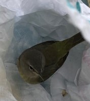 Leiothlypis celata