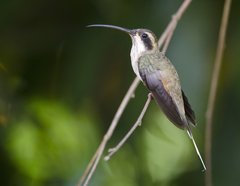 Phaethornis anthophilus