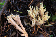 Ramaria apiculata