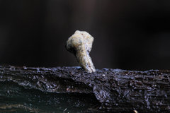 Vibrissea truncorum