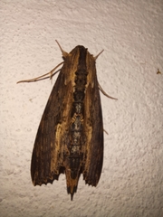 Erinnyis alope alope