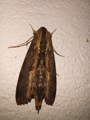 Erinnyis alope alope