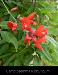 Camptosema rubicundum