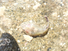 Diplocrepis puniceus