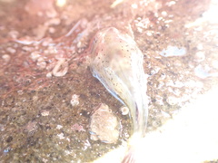 Diplocrepis puniceus