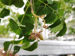 Arfeuillea arborescens