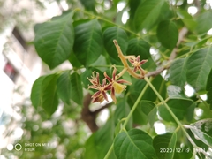 Arfeuillea arborescens