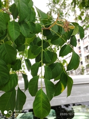Arfeuillea arborescens