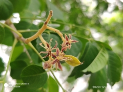 Arfeuillea arborescens