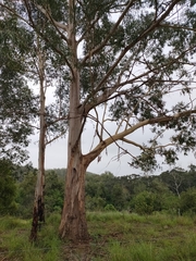 Eucalyptus benthamii