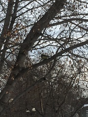 Parus major