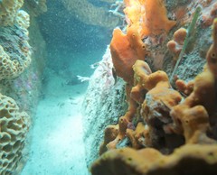 Cochleoceps bicolor