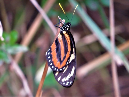 Tiger Mimic-Queen photo 4