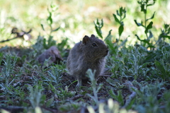 Galea leucoblephara