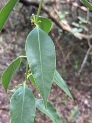 Tripodanthus acutifolius