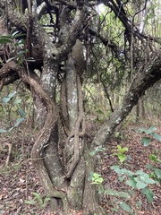Tripodanthus acutifolius