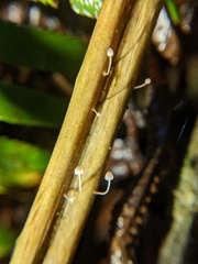 Mycena pterigena