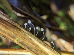 Mycena pterigena