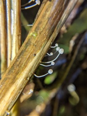Mycena pterigena