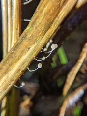 Mycena pterigena