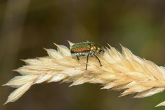 Diphucephala colaspidoides