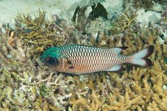 Shadowfin Soldierfish photo 5