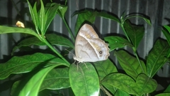 Taygetis thamyra