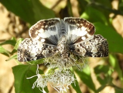 Chiomara georgina georgina