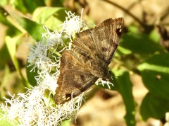 Arteurotia tractipennis