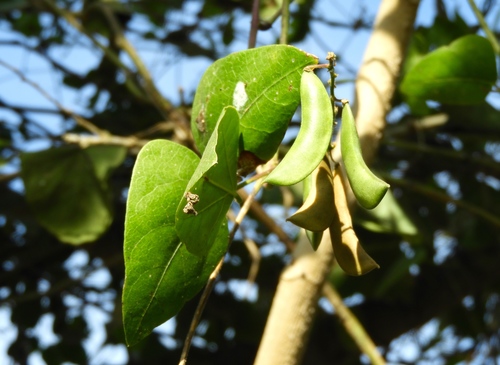 Image of Phaseolus lunatus by (c) Francisco Farriols Sarabia, some rights reserved (CC BY)