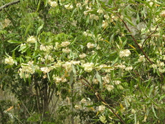 Dodonaea viscosa burmanniana