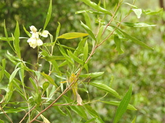 Dodonaea viscosa burmanniana