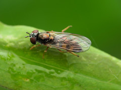 Platycheirus hyperboreus