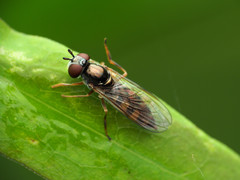Platycheirus hyperboreus