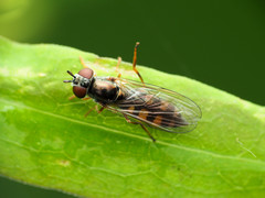 Platycheirus hyperboreus