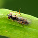 Platycheirus Clypeatus Group - Photo (c) Katja Schulz, some rights reserved (CC BY), uploaded by Katja Schulz
