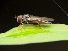 Platycheirus hyperboreus
