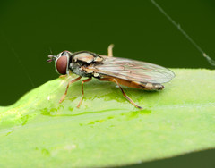 Platycheirus hyperboreus